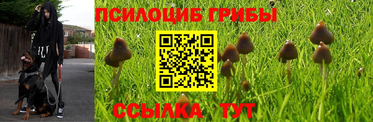 Алатырь  Псилоцибиновые грибы Psilocybine cubensis  Вход с VPN 